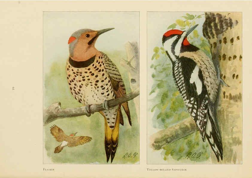 Reproducción/Reproduction 6441662837: The book of birds, common birds of town and country and American game birds Washington, D. C. :National Geographic Society,1918