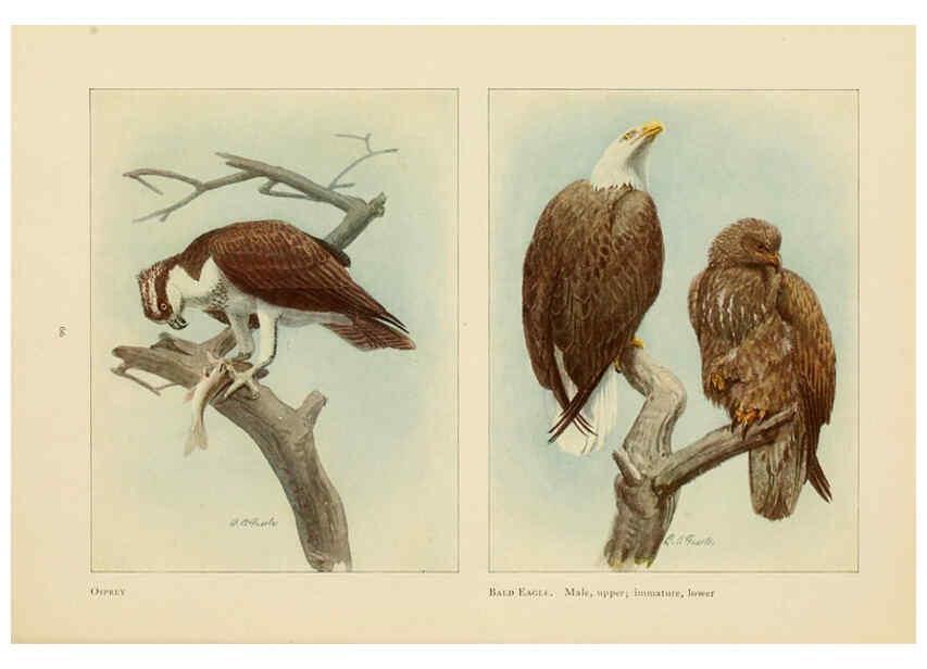 Reproducción/Reproduction 6441663113: The book of birds, common birds of town and country and American game birds Washington, D. C. :National Geographic Society,1918
