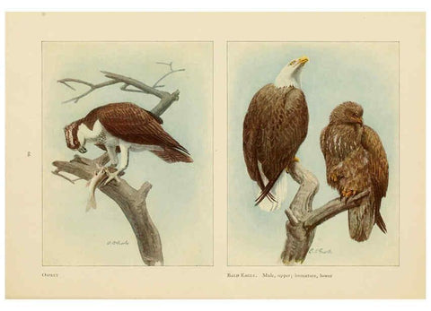 Reproducción/Reproduction 6441663113: The book of birds, common birds of town and country and American game birds Washington, D. C. :National Geographic Society,1918