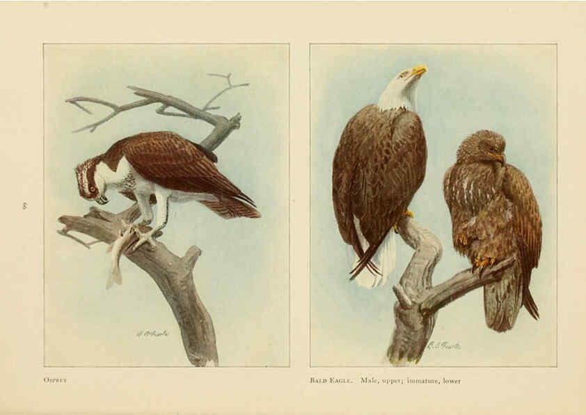 Reproducción/Reproduction 6441663113: The book of birds, common birds of town and country and American game birds Washington, D. C. :National Geographic Society,1918