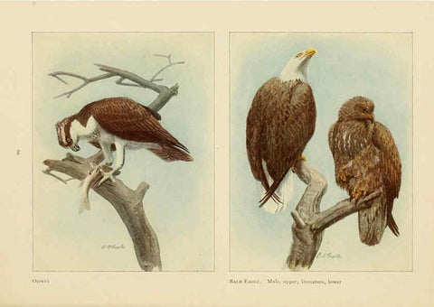 Reproducción/Reproduction 6441663113: The book of birds, common birds of town and country and American game birds Washington, D. C. :National Geographic Society,1918
