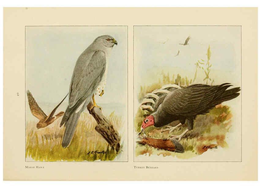 Reproducción/Reproduction 6441663479: The book of birds, common birds of town and country and American game birds Washington, D. C. :National Geographic Society,1918