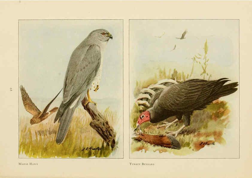 Reproducción/Reproduction 6441663479: The book of birds, common birds of town and country and American game birds Washington, D. C. :National Geographic Society,1918