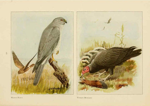 Reproducción/Reproduction 6441663479: The book of birds, common birds of town and country and American game birds Washington, D. C. :National Geographic Society,1918