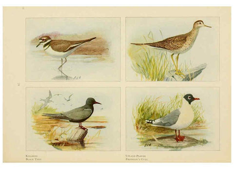 Reproducción/Reproduction 6441663901: The book of birds, common birds of town and country and American game birds Washington, D. C. :National Geographic Society,1918