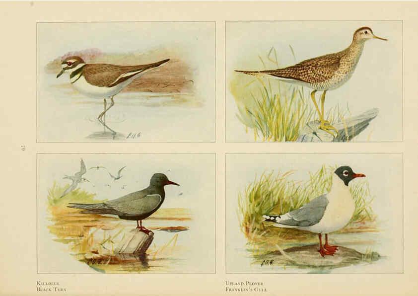 Reproducción/Reproduction 6441663901: The book of birds, common birds of town and country and American game birds Washington, D. C. :National Geographic Society,1918