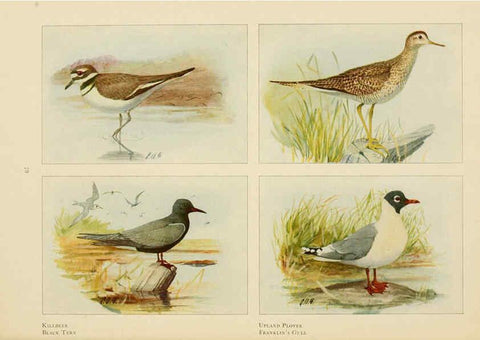 Reproducción/Reproduction 6441663901: The book of birds, common birds of town and country and American game birds Washington, D. C. :National Geographic Society,1918
