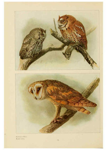 Reproducción/Reproduction 6441664165: The book of birds, common birds of town and country and American game birds Washington, D. C. :National Geographic Society,1918