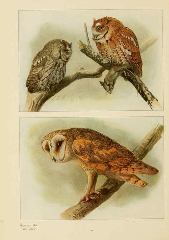 Reproducción/Reproduction 6441664165: The book of birds, common birds of town and country and American game birds Washington, D. C. :National Geographic Society,1918