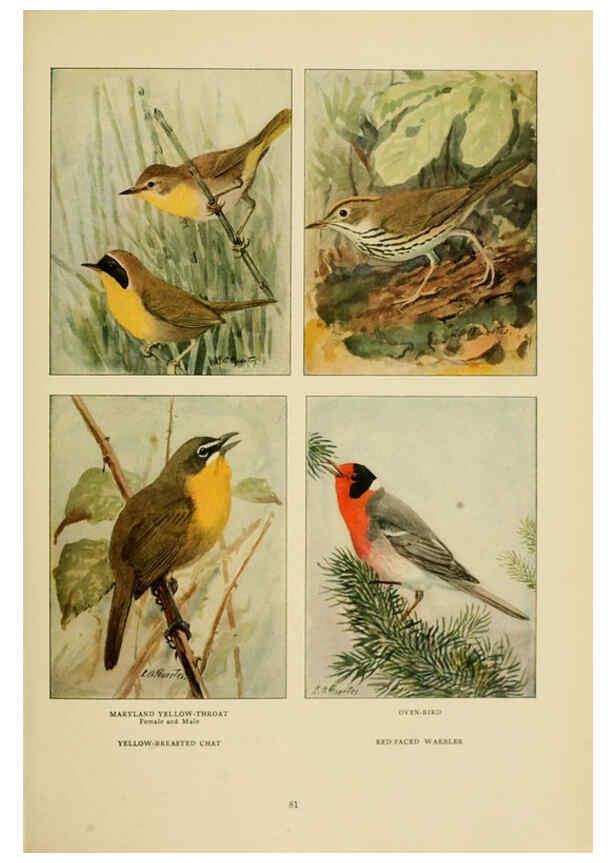 Reproducción/Reproduction 6441664853: The book of birds, common birds of town and country and American game birds Washington, D. C. :National Geographic Society,1918