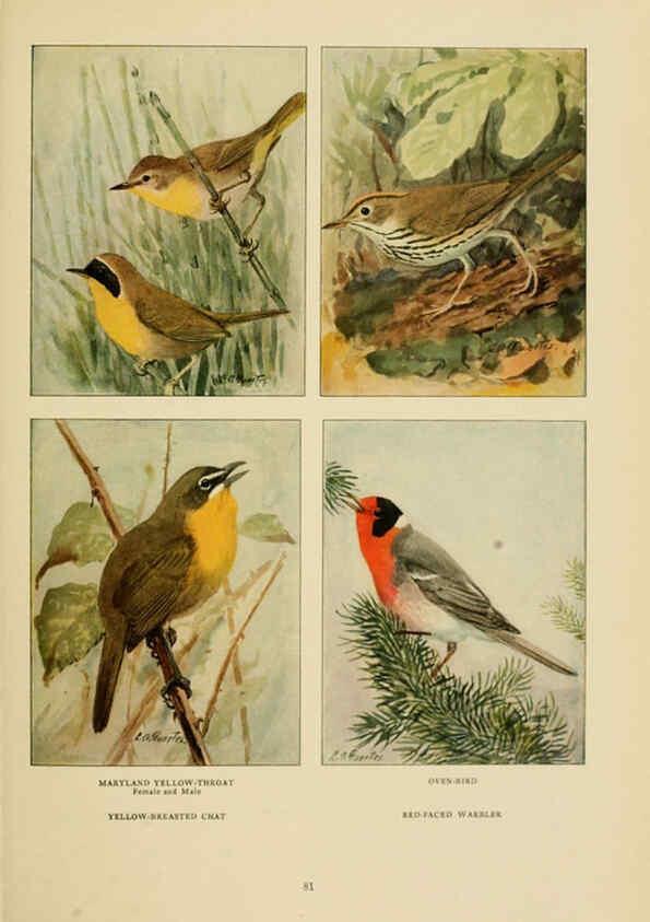 Reproducción/Reproduction 6441664853: The book of birds, common birds of town and country and American game birds Washington, D. C. :National Geographic Society,1918