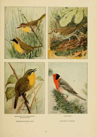 Reproducción/Reproduction 6441664853: The book of birds, common birds of town and country and American game birds Washington, D. C. :National Geographic Society,1918