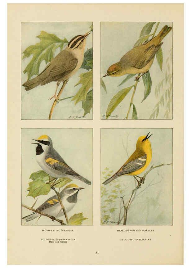 Reproducción/Reproduction 6441665155: The book of birds, common birds of town and country and American game birds Washington, D. C. :National Geographic Society,1918