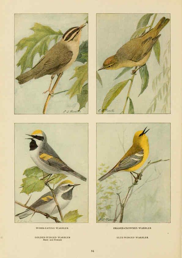Reproducción/Reproduction 6441665155: The book of birds, common birds of town and country and American game birds Washington, D. C. :National Geographic Society,1918