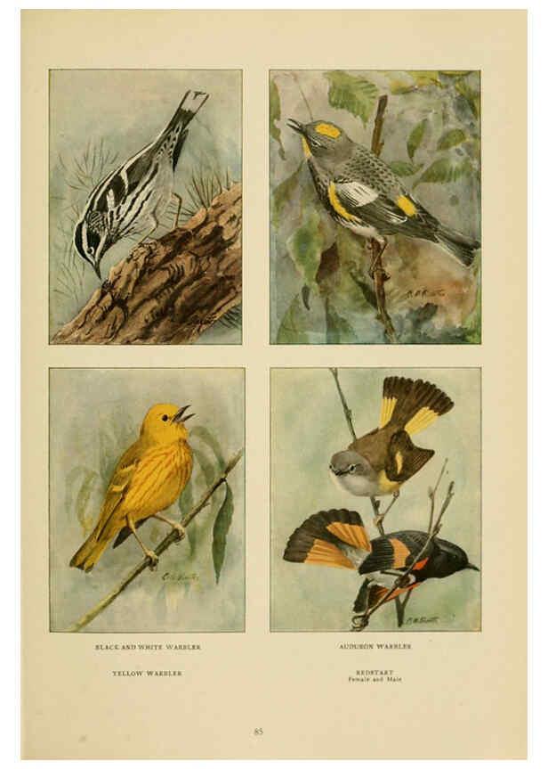 Reproducción/Reproduction 6441665433: The book of birds, common birds of town and country and American game birds Washington, D. C. :National Geographic Society,1918