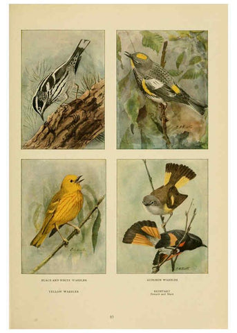 Reproducción/Reproduction 6441665433: The book of birds, common birds of town and country and American game birds Washington, D. C. :National Geographic Society,1918