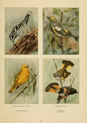 Reproducción/Reproduction 6441665433: The book of birds, common birds of town and country and American game birds Washington, D. C. :National Geographic Society,1918