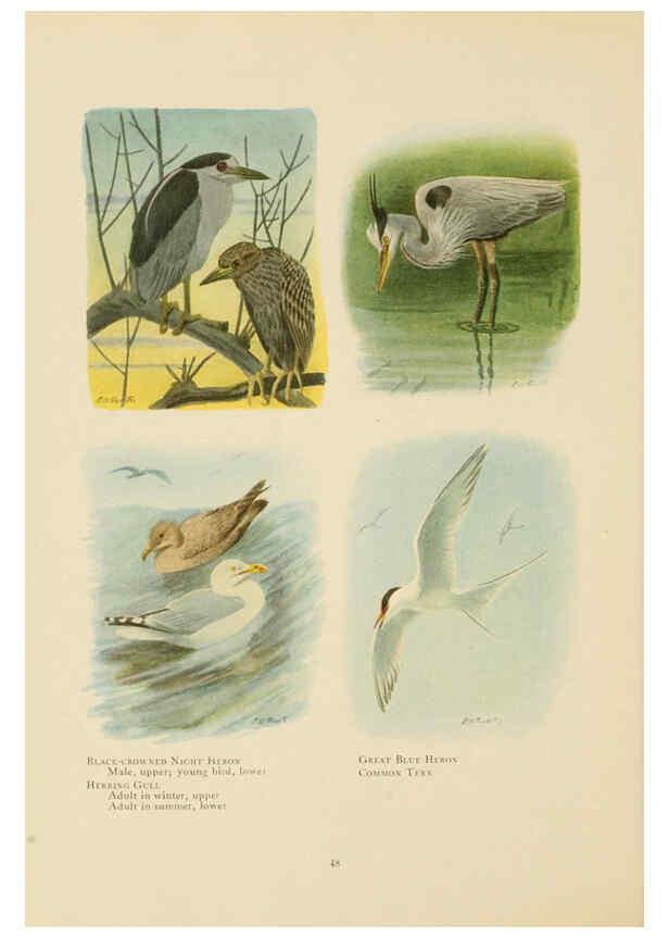 Reproducción/Reproduction 6441660527: The book of birds, common birds of town and country and American game birds Washington, D. C. :National Geographic Society,1918
