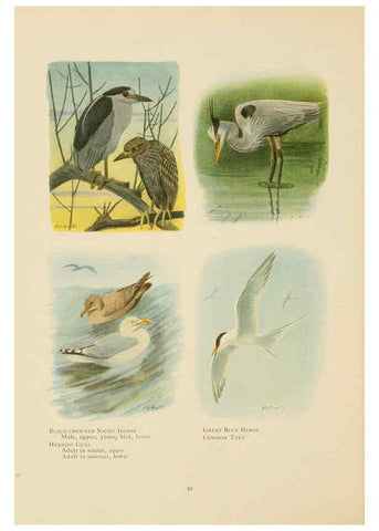 Reproducción/Reproduction 6441660527: The book of birds, common birds of town and country and American game birds Washington, D. C. :National Geographic Society,1918