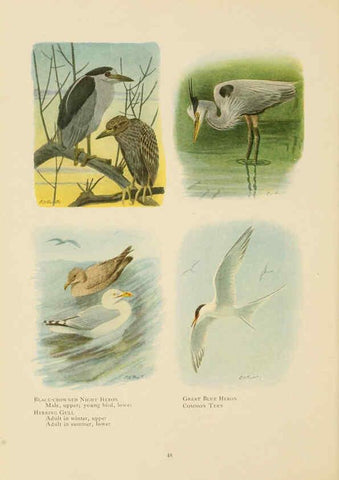 Reproducción/Reproduction 6441660527: The book of birds, common birds of town and country and American game birds Washington, D. C. :National Geographic Society,1918