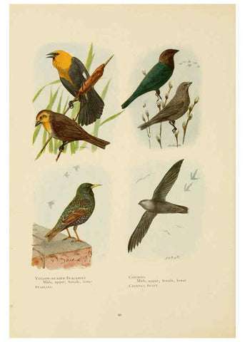 Reproducción/Reproduction 6441660115: The book of birds, common birds of town and country and American game birds Washington, D. C. :National Geographic Society,1918