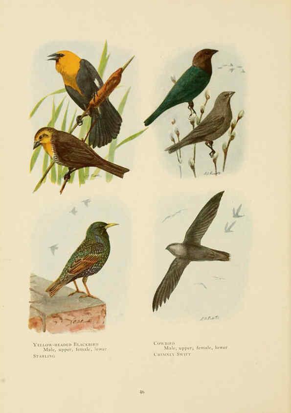 Reproducción/Reproduction 6441660115: The book of birds, common birds of town and country and American game birds Washington, D. C. :National Geographic Society,1918