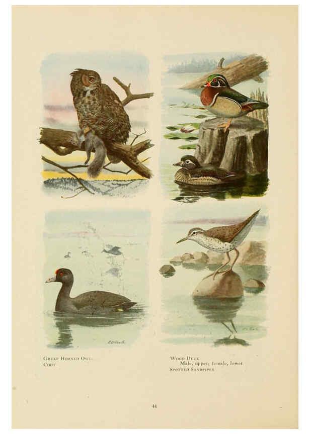 Reproducción/Reproduction 6441659855: The book of birds, common birds of town and country and American game birds Washington, D. C. :National Geographic Society,1918
