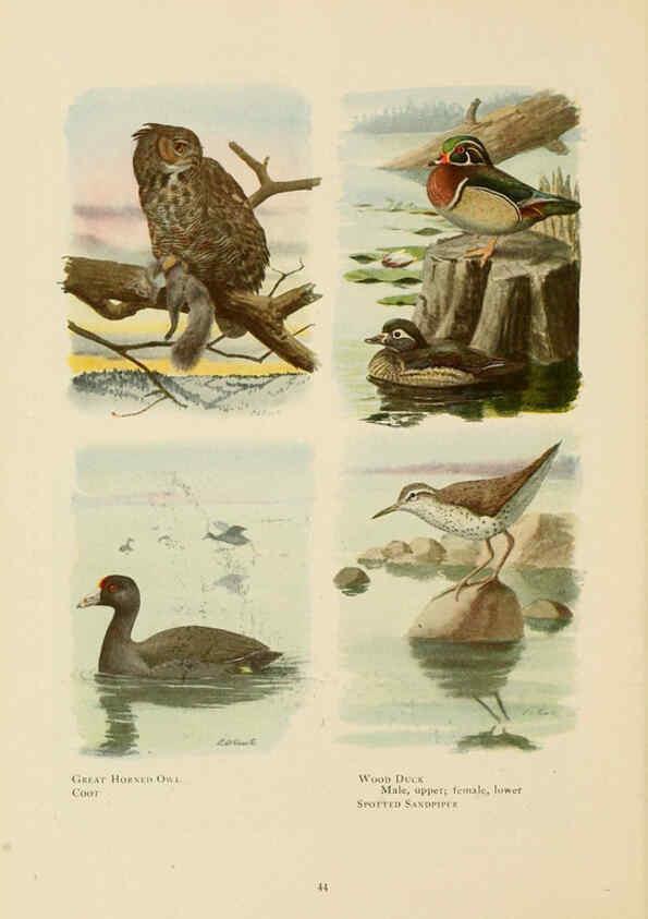 Reproducción/Reproduction 6441659855: The book of birds, common birds of town and country and American game birds Washington, D. C. :National Geographic Society,1918