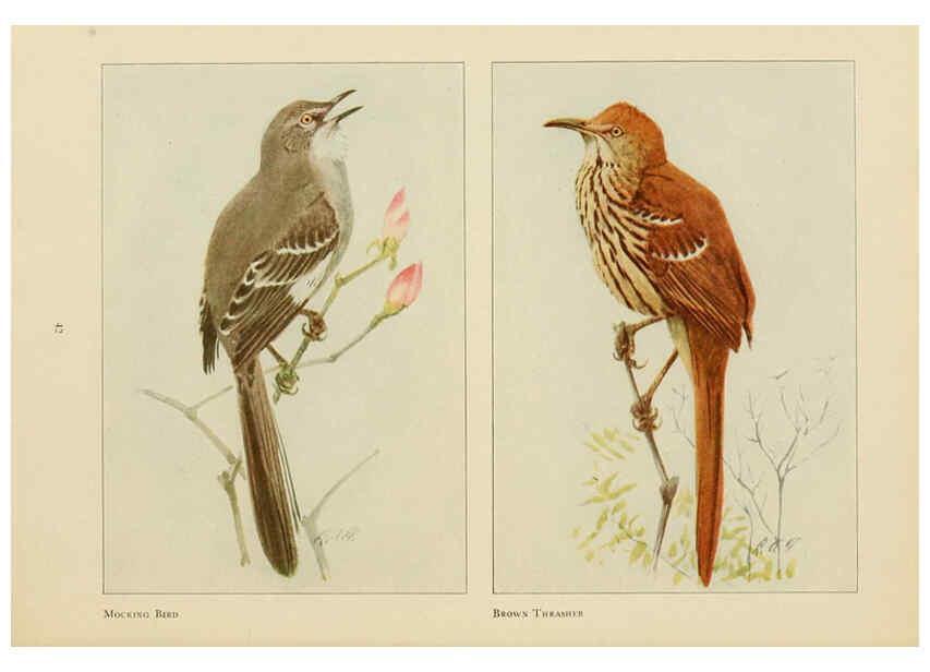Reproducción/Reproduction 6441659579: The book of birds, common birds of town and country and American game birds Washington, D. C. :National Geographic Society,1918