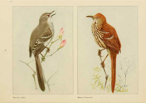 Reproducción/Reproduction 6441659579: The book of birds, common birds of town and country and American game birds Washington, D. C. :National Geographic Society,1918