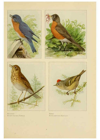 Reproducción/Reproduction 6441654143: The book of birds, common birds of town and country and American game birds Washington, D. C. :National Geographic Society,1918