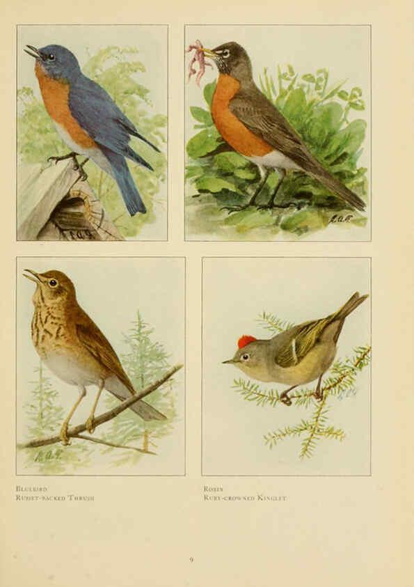 Reproducción/Reproduction 6441654143: The book of birds, common birds of town and country and American game birds Washington, D. C. :National Geographic Society,1918