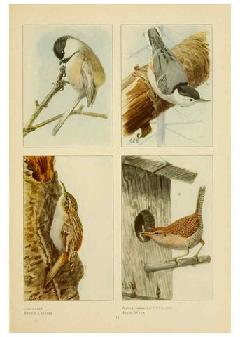 Reproducción/Reproduction 6441654557: The book of birds, common birds of town and country and American game birds Washington, D. C. :National Geographic Society,1918