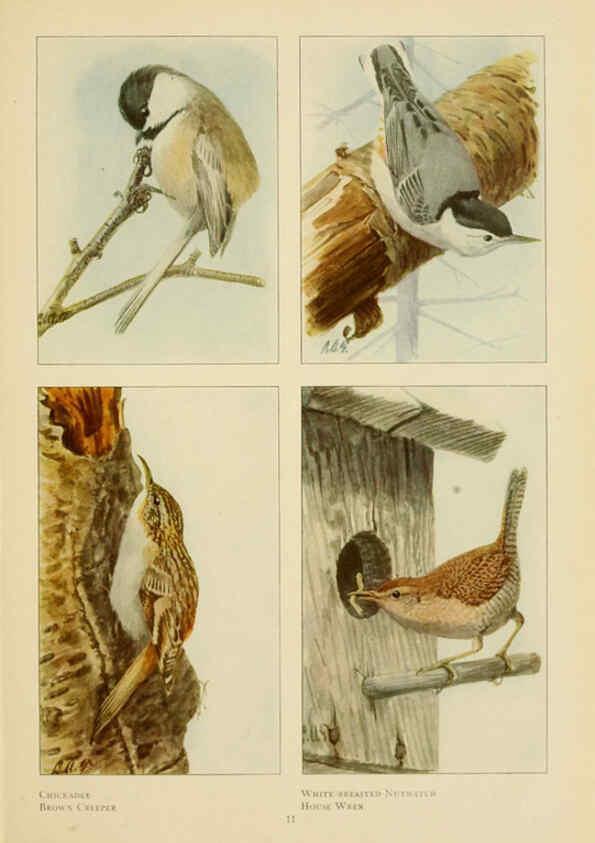 Reproducción/Reproduction 6441654557: The book of birds, common birds of town and country and American game birds Washington, D. C. :National Geographic Society,1918