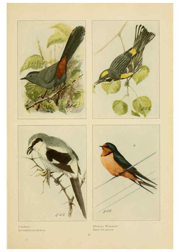 Reproducción/Reproduction 6441655023: The book of birds, common birds of town and country and American game birds Washington, D. C. :National Geographic Society,1918