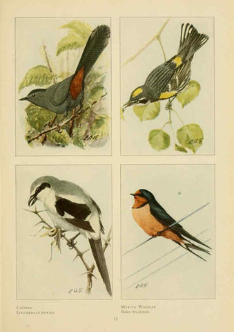 Reproducción/Reproduction 6441655023: The book of birds, common birds of town and country and American game birds Washington, D. C. :National Geographic Society,1918
