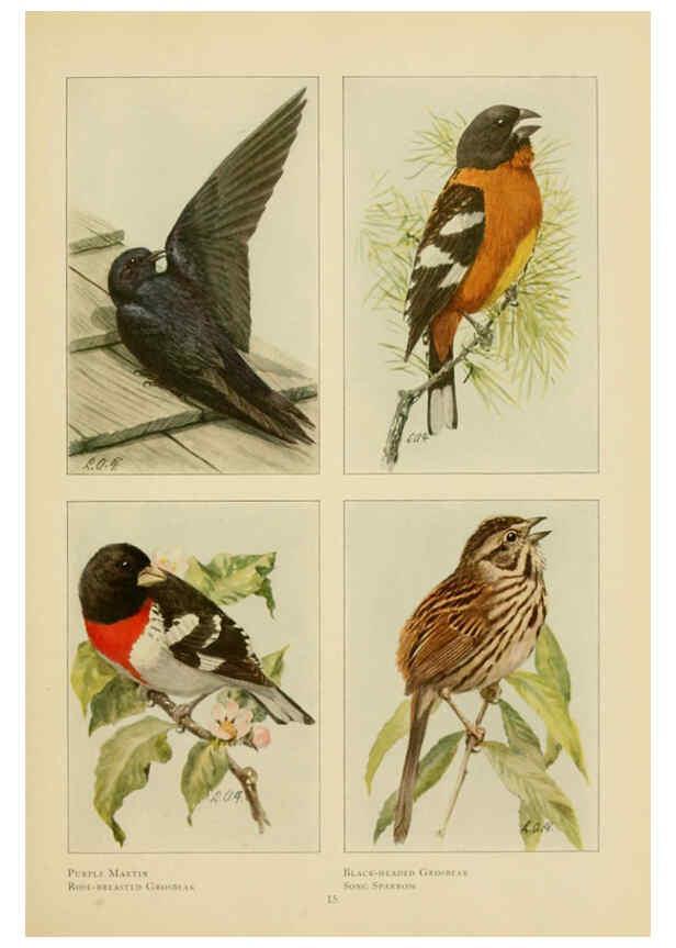 Reproducción/Reproduction 6441655529: The book of birds, common birds of town and country and American game birds Washington, D. C. :National Geographic Society,1918