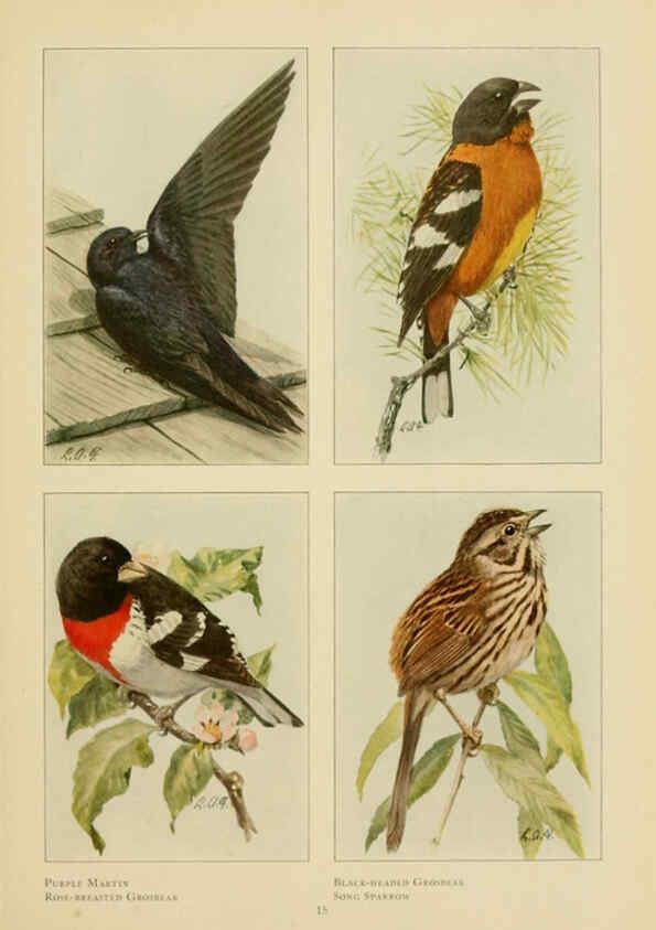 Reproducción/Reproduction 6441655529: The book of birds, common birds of town and country and American game birds Washington, D. C. :National Geographic Society,1918