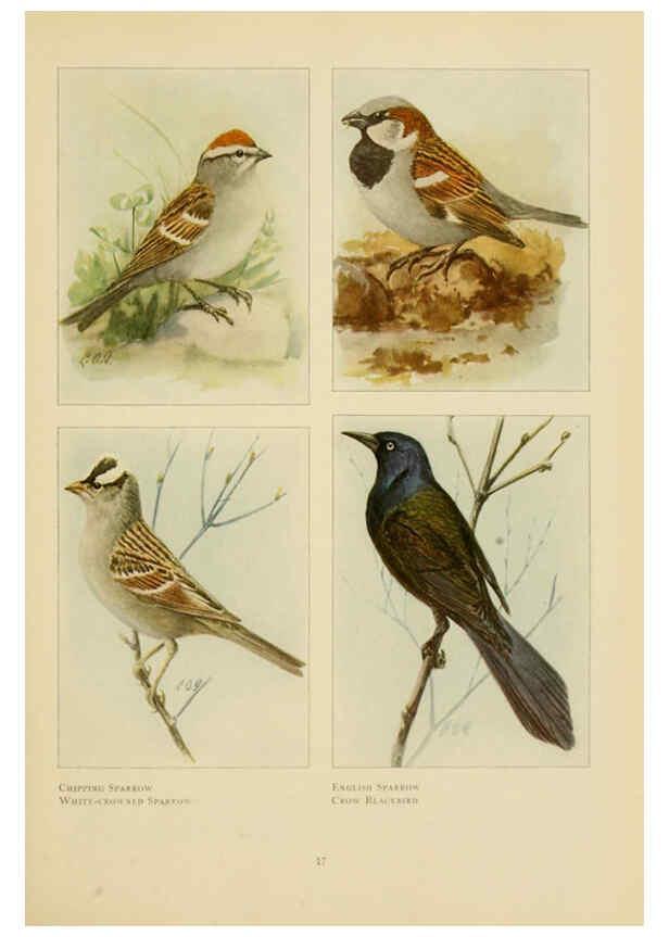 Reproducción/Reproduction 6441655819: The book of birds, common birds of town and country and American game birds Washington, D. C. :National Geographic Society,1918