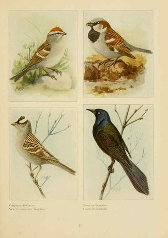 Reproducción/Reproduction 6441655819: The book of birds, common birds of town and country and American game birds Washington, D. C. :National Geographic Society,1918