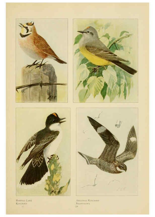 Reproducción/Reproduction 6441656237: The book of birds, common birds of town and country and American game birds Washington, D. C. :National Geographic Society,1918