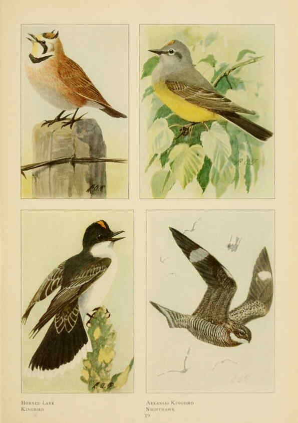 Reproducción/Reproduction 6441656237: The book of birds, common birds of town and country and American game birds Washington, D. C. :National Geographic Society,1918