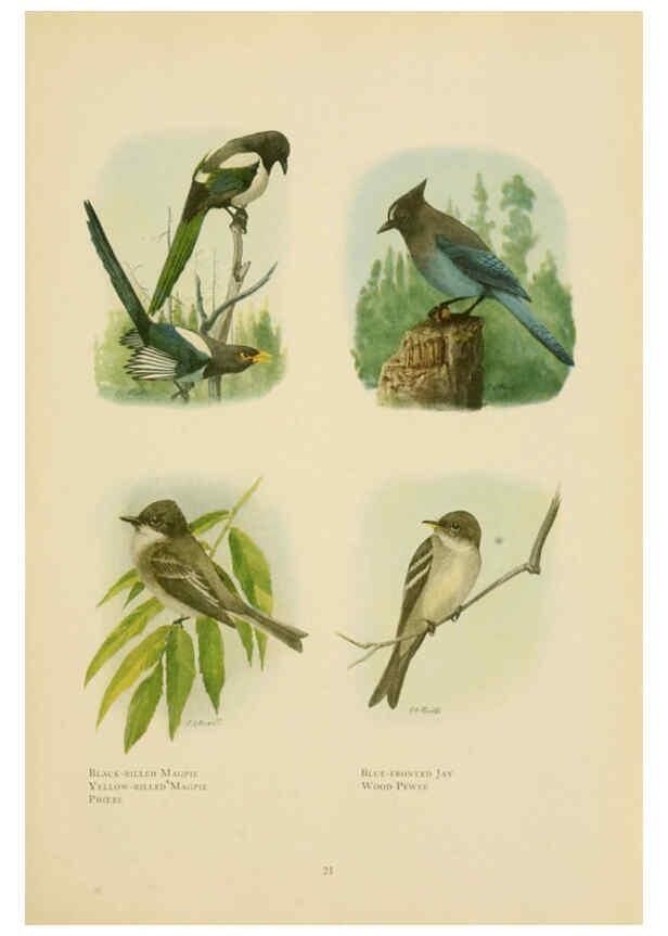 Reproducción/Reproduction 6441656657: The book of birds, common birds of town and country and American game birds Washington, D. C. :National Geographic Society,1918