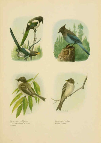 Reproducción/Reproduction 6441656657: The book of birds, common birds of town and country and American game birds Washington, D. C. :National Geographic Society,1918