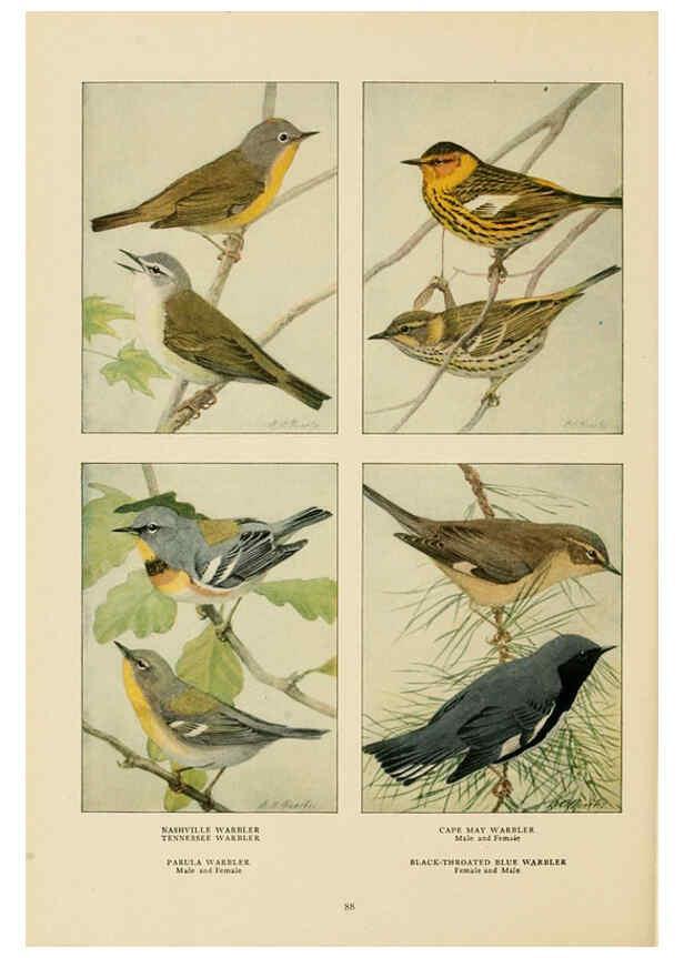 Reproducción/Reproduction 6441665759: The book of birds, common birds of town and country and American game birds Washington, D. C. :National Geographic Society,1918