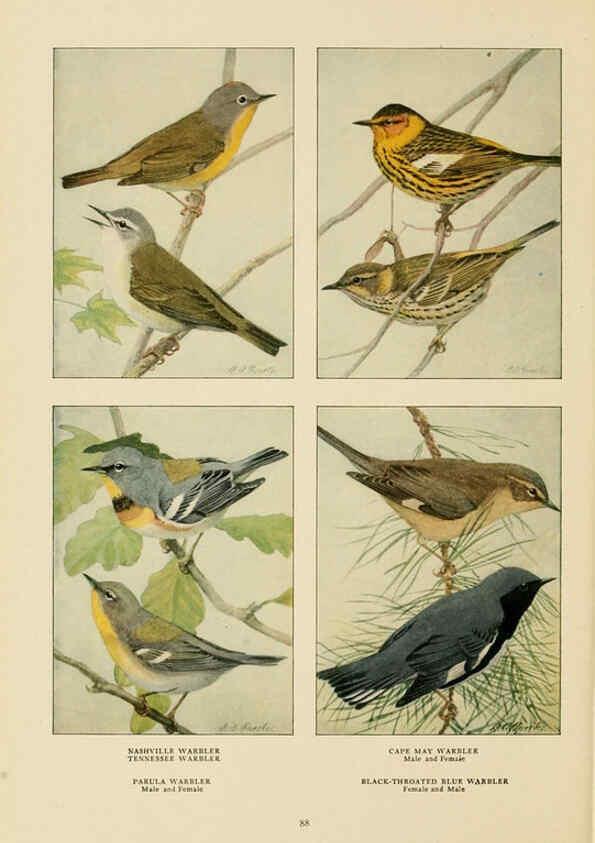 Reproducción/Reproduction 6441665759: The book of birds, common birds of town and country and American game birds Washington, D. C. :National Geographic Society,1918