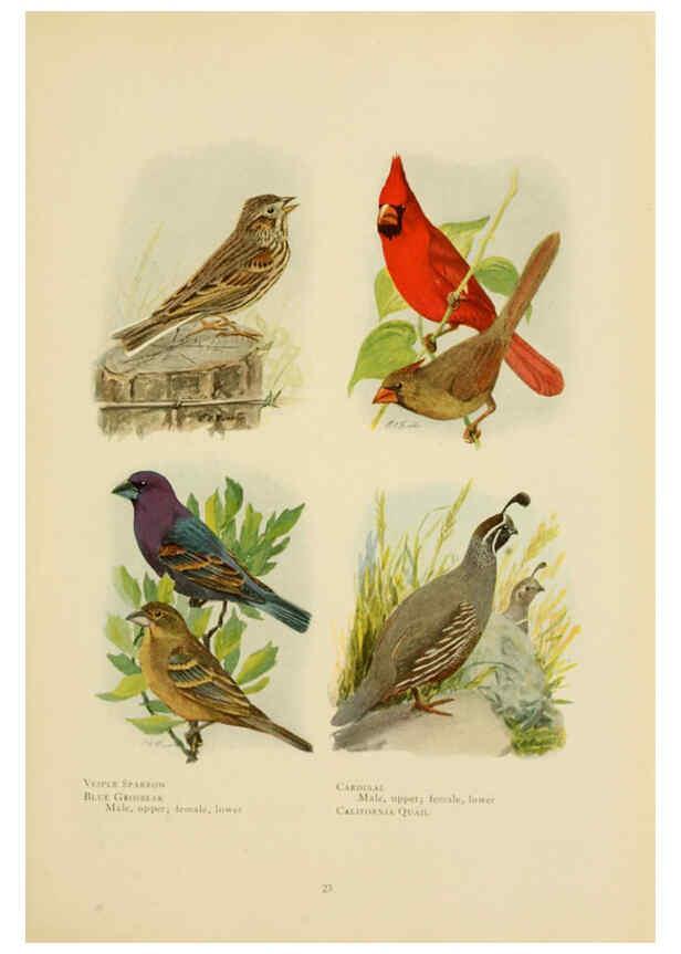 Reproducción/Reproduction 6441656961: The book of birds, common birds of town and country and American game birds Washington, D. C. :National Geographic Society,1918