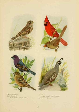 Reproducción/Reproduction 6441656961: The book of birds, common birds of town and country and American game birds Washington, D. C. :National Geographic Society,1918