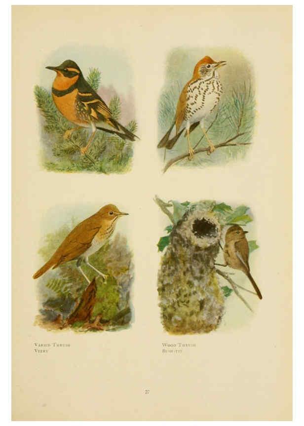 Reproducción/Reproduction 6441657511: The book of birds, common birds of town and country and American game birds Washington, D. C. :National Geographic Society,1918