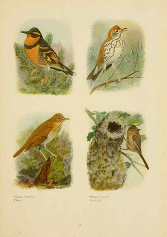 Reproducción/Reproduction 6441657511: The book of birds, common birds of town and country and American game birds Washington, D. C. :National Geographic Society,1918